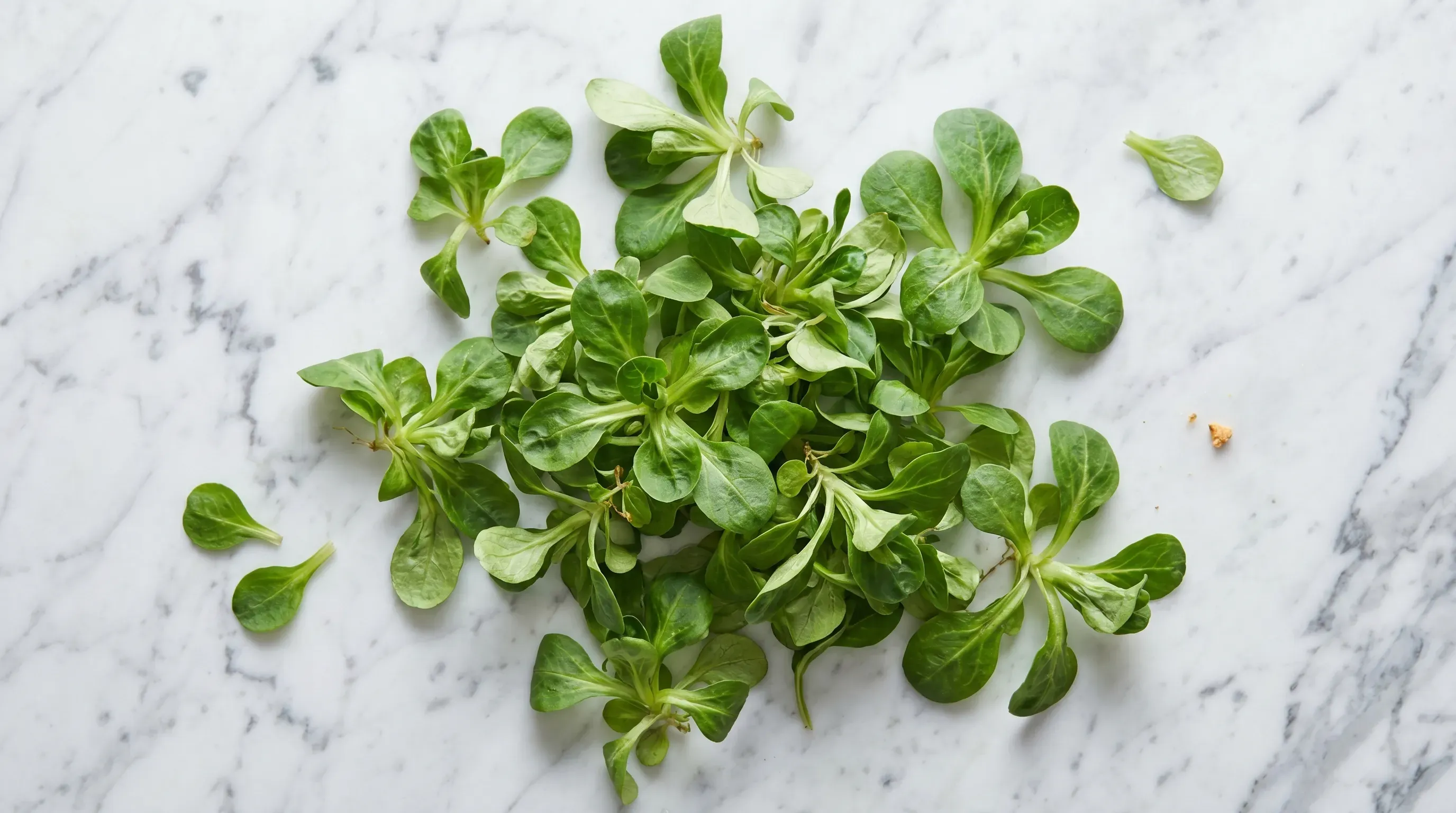 Feldsalat