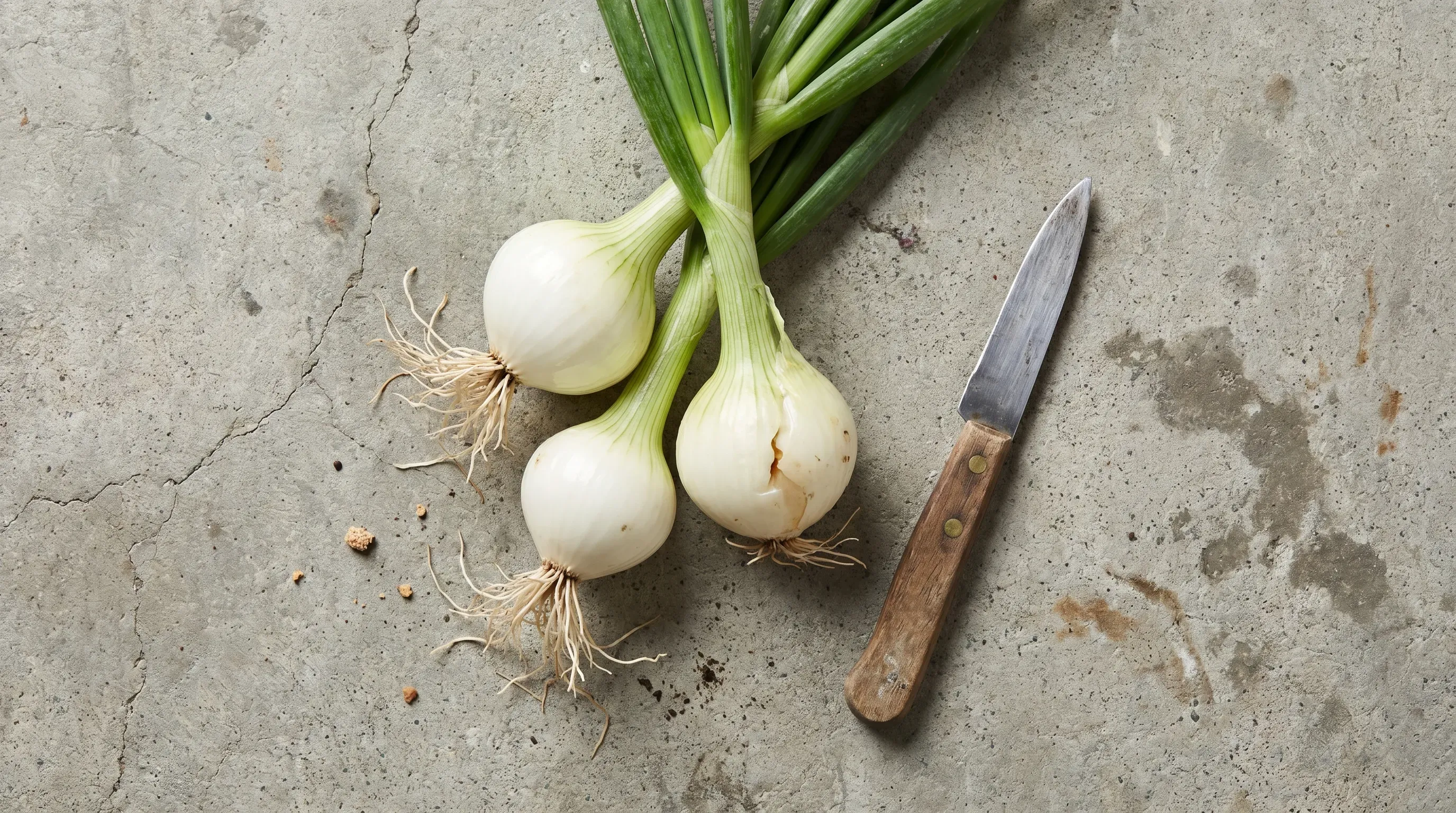 Frühlingszwiebel